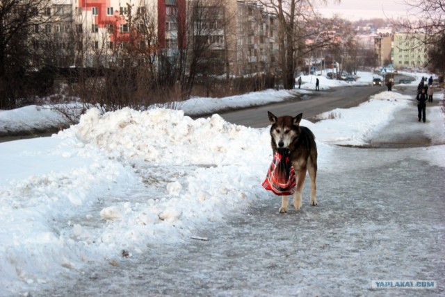 Собако-четверг 29.03.12