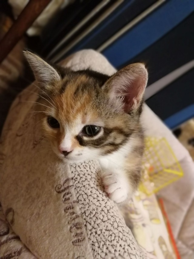 Забавные фото котеек