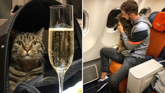 «Аэрофлот» лишил пассажира бонусных миль за перевозку толстого кота в самолете