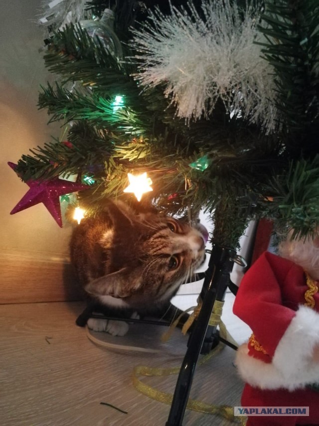Котовторник *новогодний* 31/12/2019
