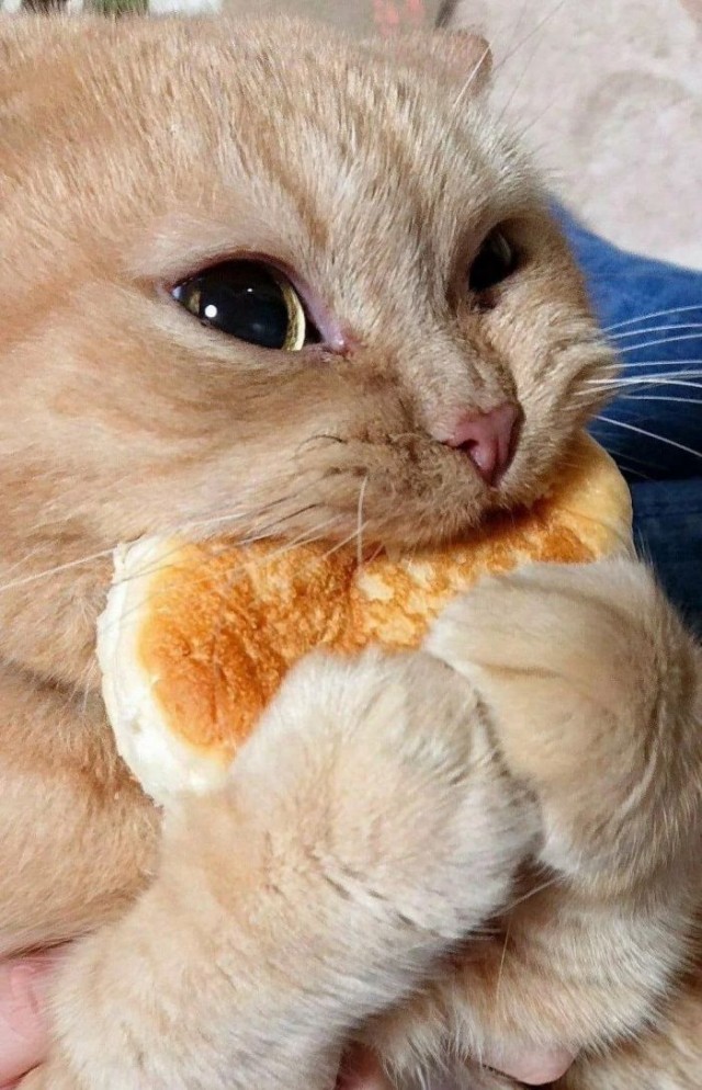 Коты из сети