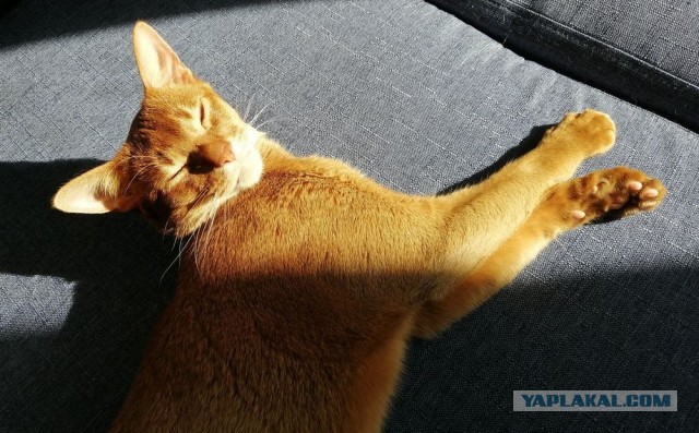 Коты, которые нас порадовали!