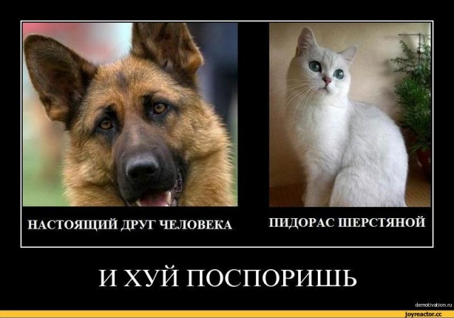 Главное отличие кота от собаки