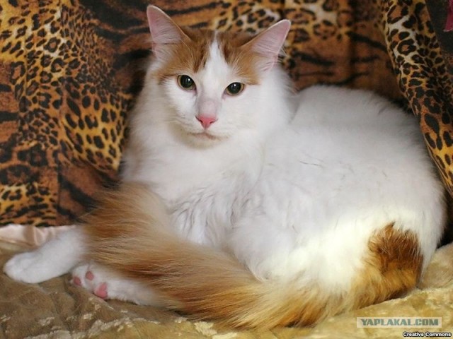 Что скребется в подъезде?