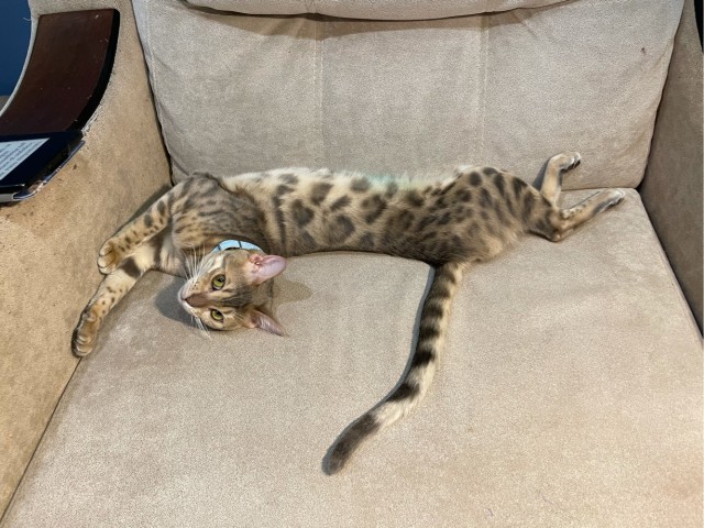 Котовторник же!