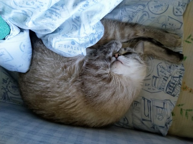 Хоба! Котовторник!