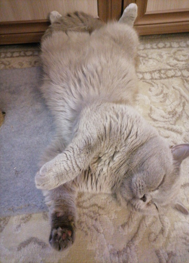 К котовторнику