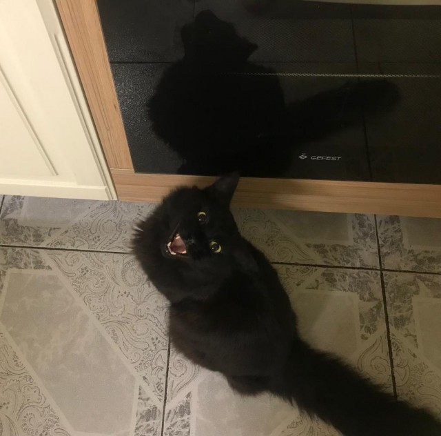 Котовторник