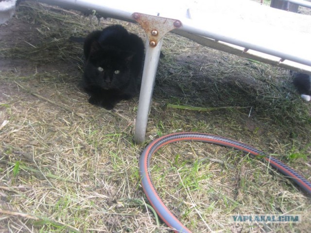 Жизнь домашнего приюта для котеек 399