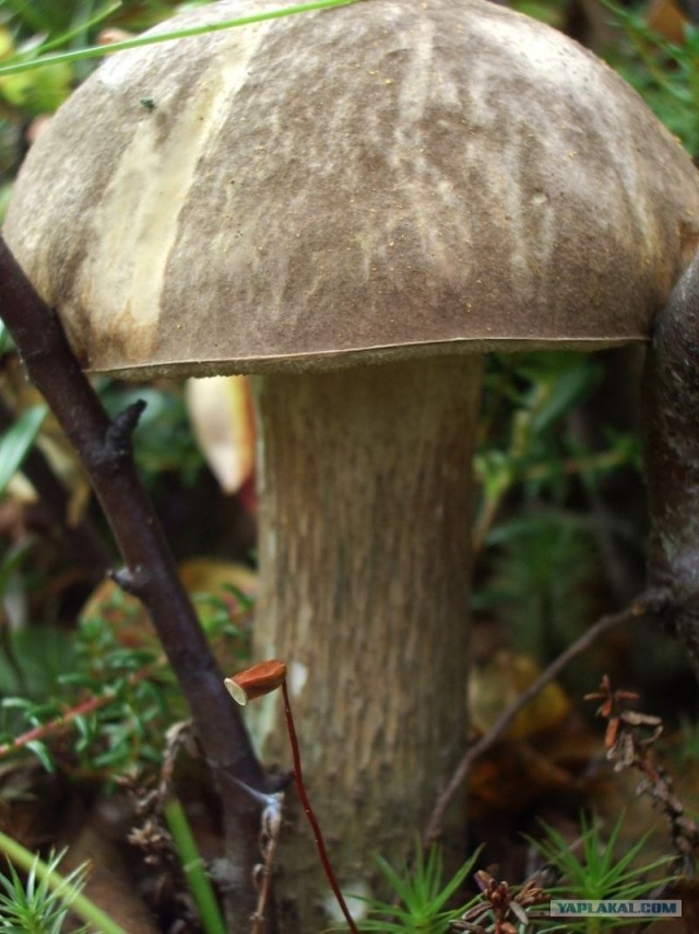 Кольский полуостров