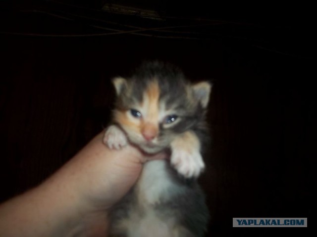 Жизнь домашнего приюта для котеек 440
