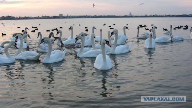 Крым в феврале или "Не стреляйте в белых лебедей!"
