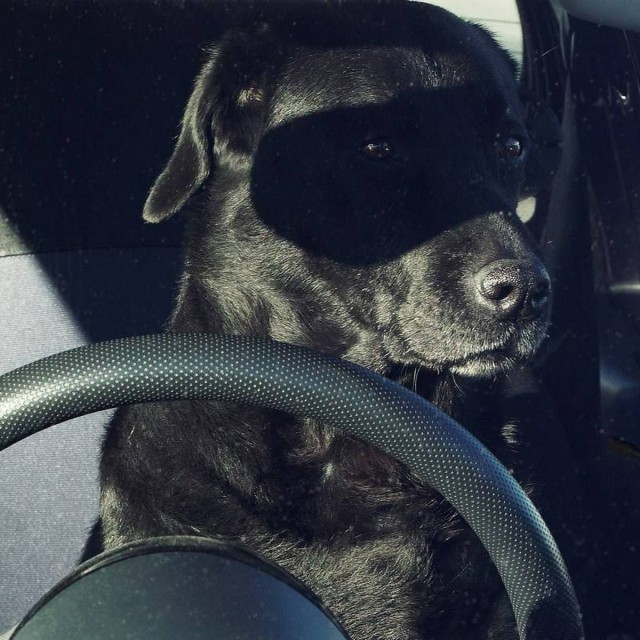 В Лондоне прошел ежегодный фотоконкурс «Comedy Pet Photography Awards»