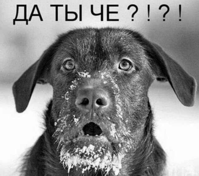 Хороший мальчик Шамиль