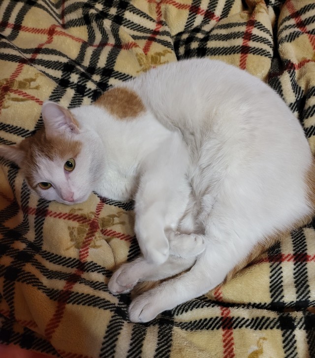 Бездомная кошка
