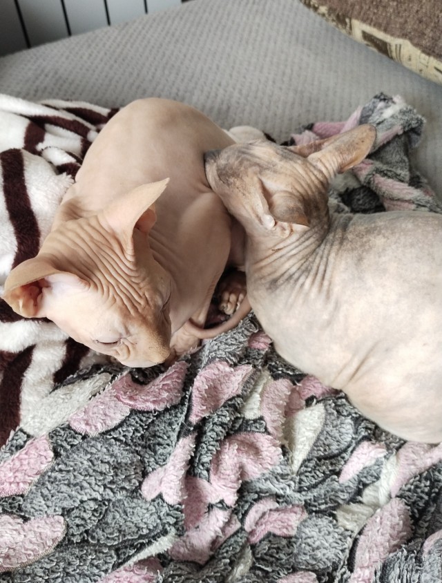 С Котовторником!