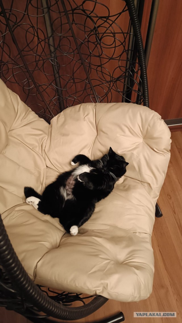 Котовторник 05/11/2024
