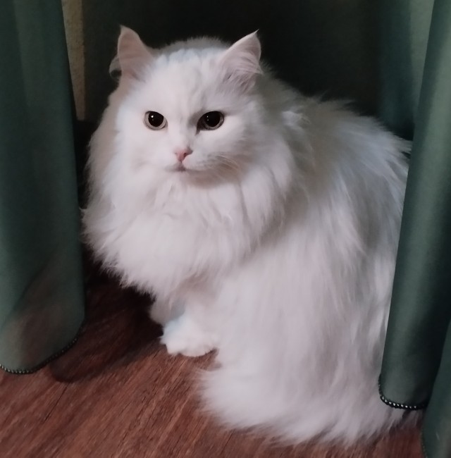 Котовторник 05/11/2024