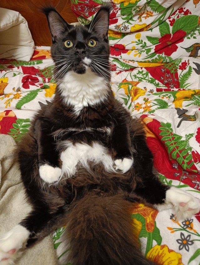 Кот прыгнул на ноутбук