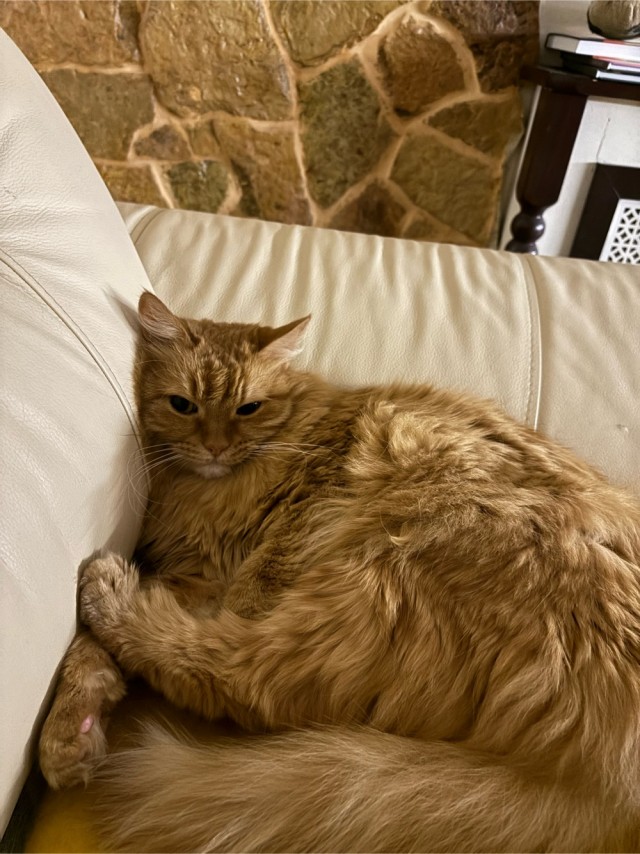 Спящий кот