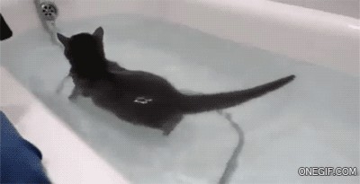 Водоплавающий кот