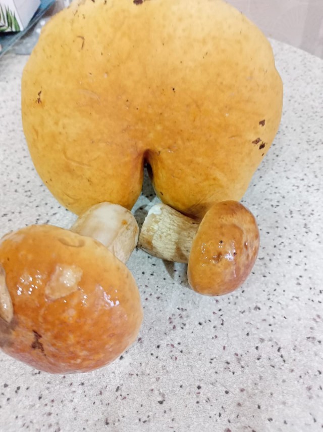 Тихая охота всё