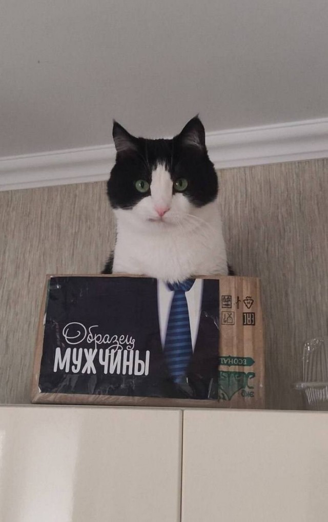 Возлюби кота ближнего своего