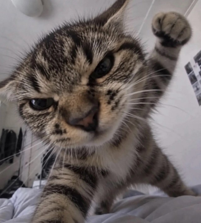 Очередной котовторник