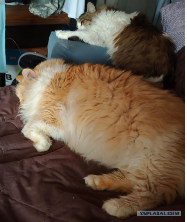 Про котиков