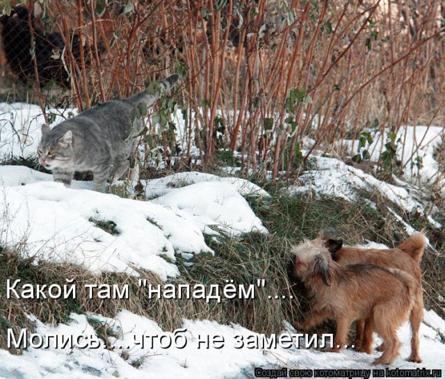 Дерзкие и брутальные