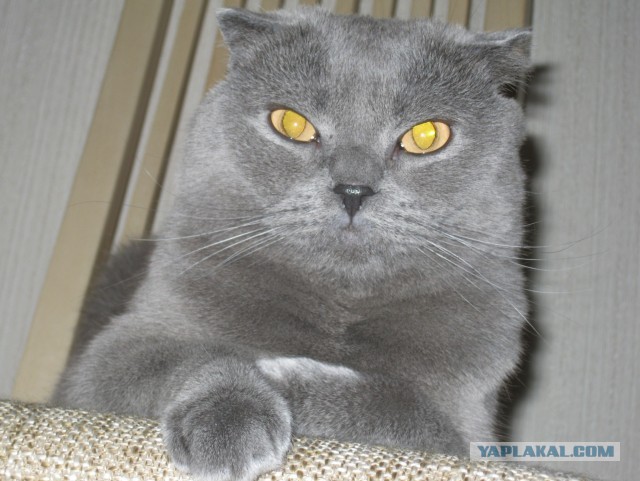Котовторник 05.03.13