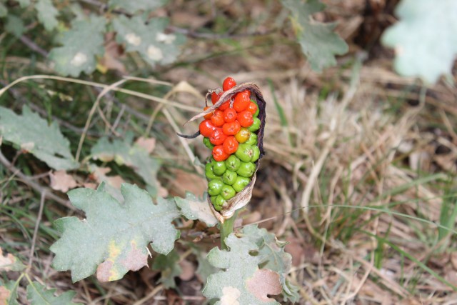 Отчёт о поездке в Крым 12.07 - 29.07