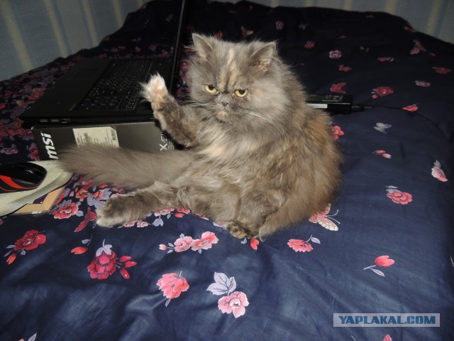 Котовторник 05.08.2014