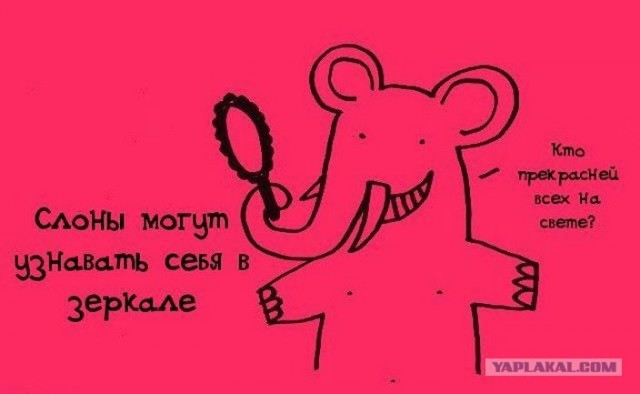 Забавные минифакты в картинках