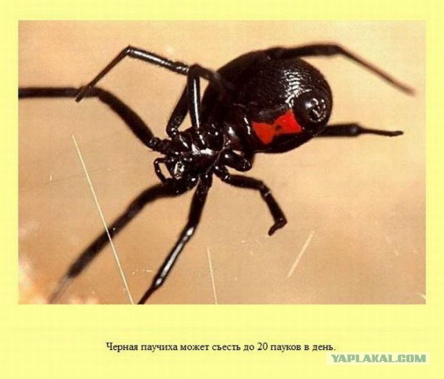20 фактов обо всем
