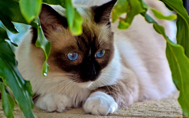 Котовторник