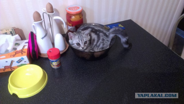 Котовторник