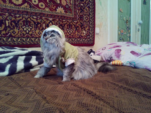 Котовторник 31.03.2015