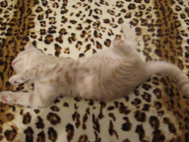 Котовторник