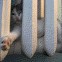 Прикольные коты