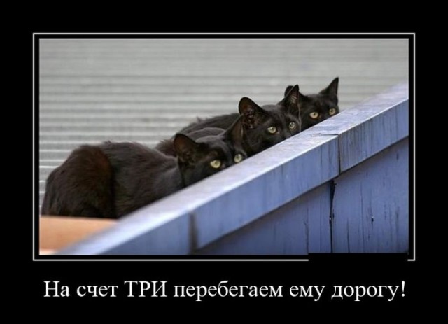 Пучок смешных картинок