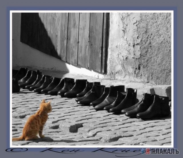Коты, кошки, котята