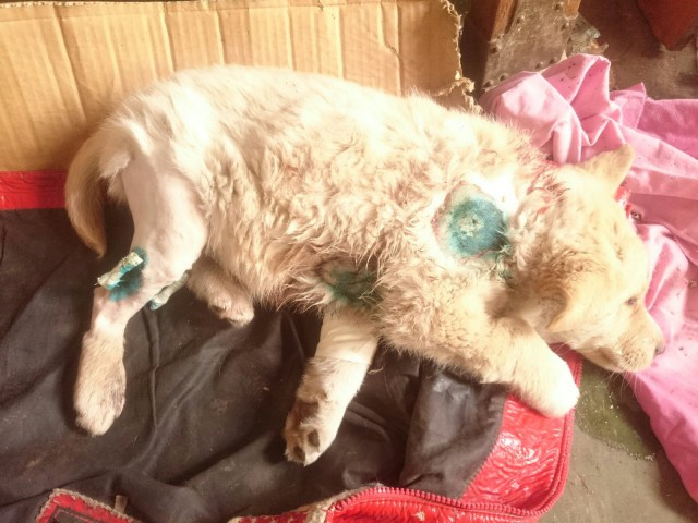 Белый Бим, рыжие ухи