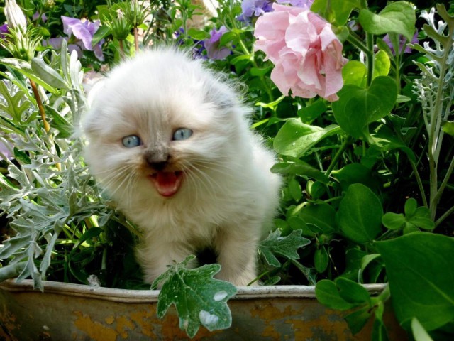 Коты из сети