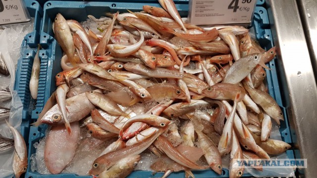 Настоящая Испания изнутри: на местный рынок за продуктами