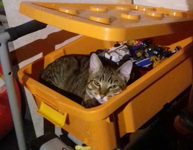 Котовторник 30.05.2017