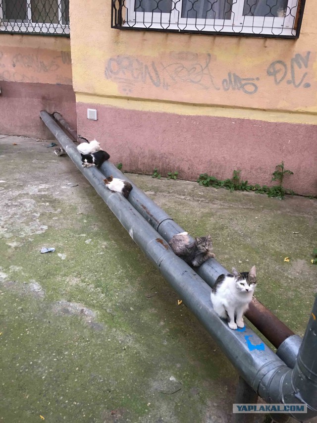 Котовторник