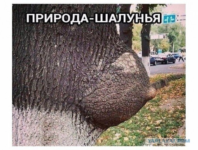 Абсурд, треш и прочие непотребства.