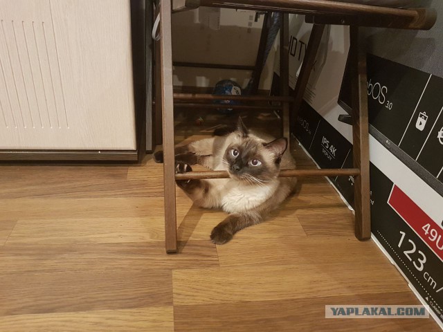 А давайте отвлечемся от политики и всяких прочих санкций, и начнем котовторник 10. 04. 2018
