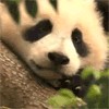Панда кувыркнулась во сне (8 фото)